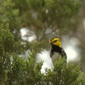 The Importance of Environmental Conservation in San Antonio, TX