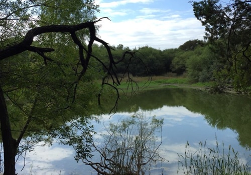 Preserving San Antonio's Natural Beauty: A Look into Environmental Conservation