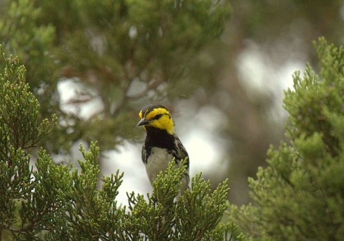 The Importance of Environmental Conservation in San Antonio, TX
